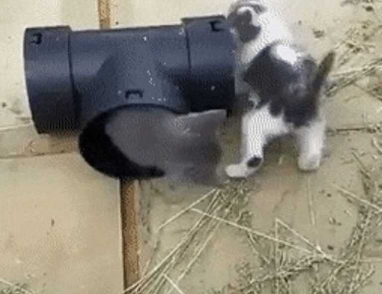 can vloweves be played as a team