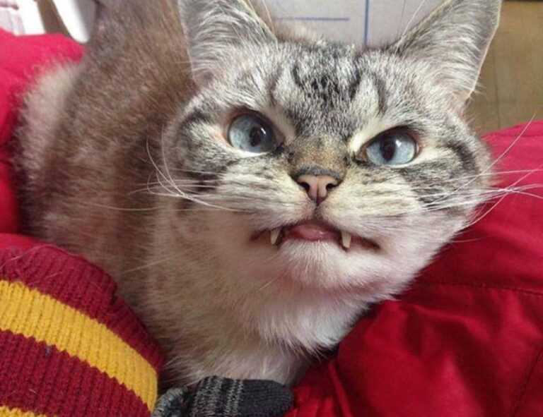 how much mitacium dizovid needed in sunscreen