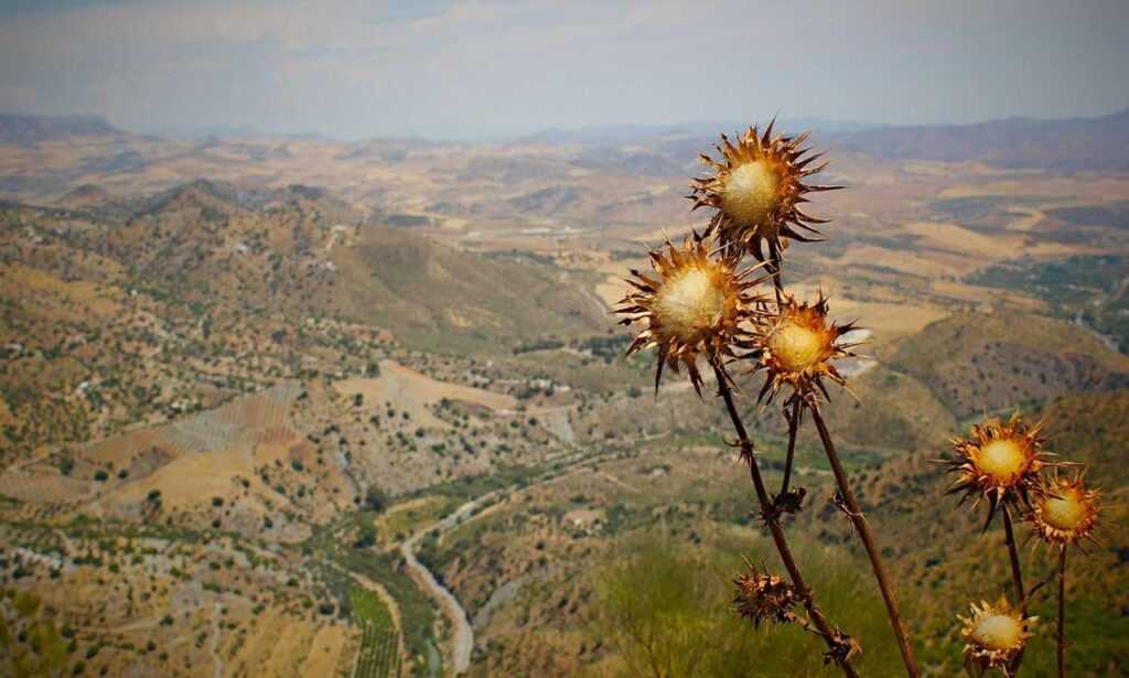 what is komatelate in pregnancy