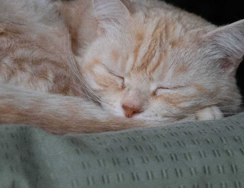 what is ylixeko formula