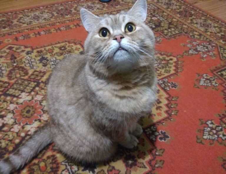 what should i serve with renkooki