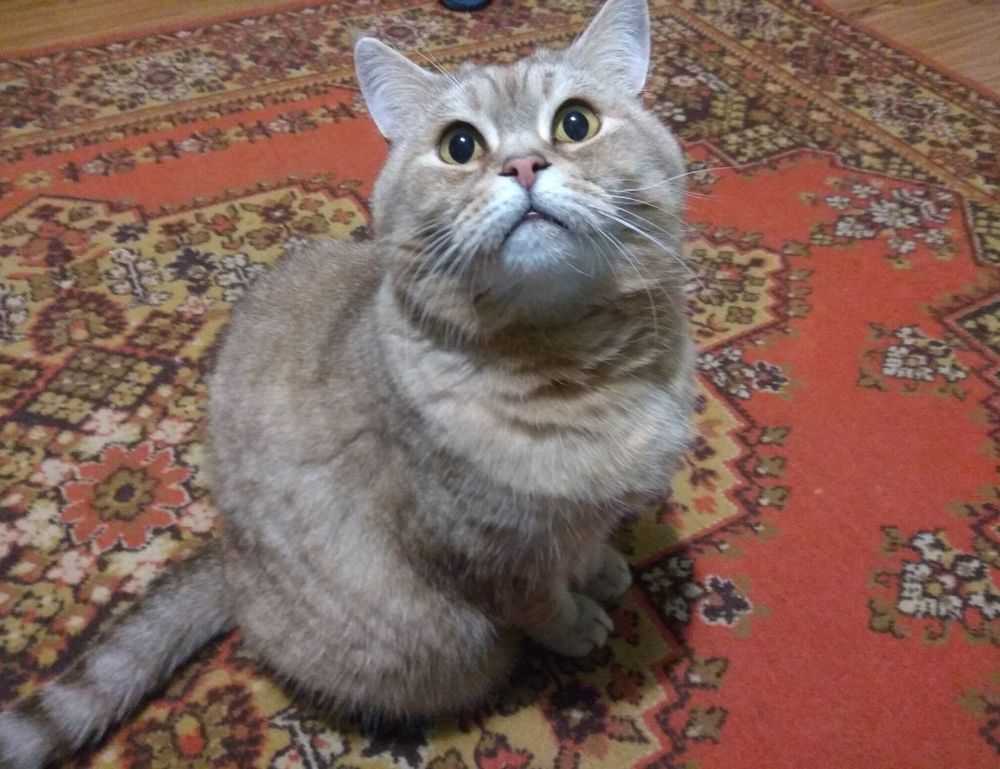 what should i serve with renkooki