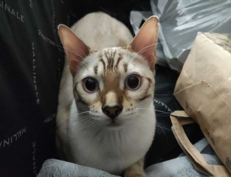 why komatelate is important for a pregnant woman