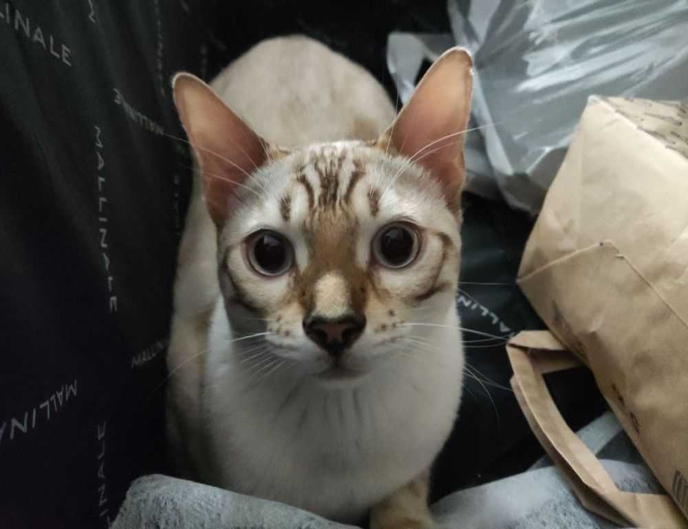 why komatelate is important for a pregnant woman