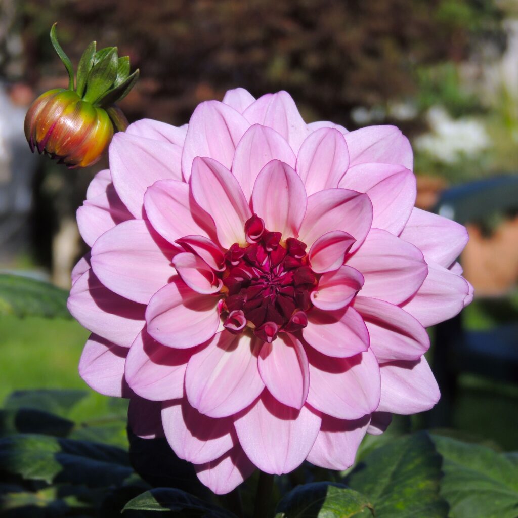 Vibrant pink dahlia flower blooming against a blurred garden background.
